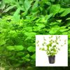 Giant Japanese Cres Cardamine Lyrata
