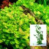 Cardimine Lyrata Bunch
