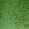 Floating Duckweed Plant