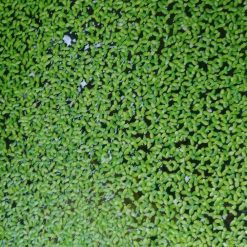 Floating Duckweed Plant