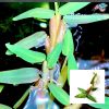 Floating Bamboo Grass 2 Stem Bag