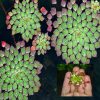 Floating Ludwigia Mosaic Single Stem