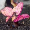 Red Tiger Lotus Pup Terracotta Pot