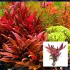 Alternanthera Reineckii Red Bunch