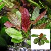 Live Plant - Sword Amazon Red Pearl - 5cm Pot