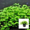 Hydrocotyle Tripartita Japan "Mini" Pot
