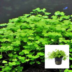 Hydrocotyle Tripartita Japan "Mini" Pot