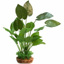 Anubias with Gravel Base Large