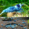 Blue Bolt Shrimp - 1cm