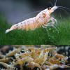 Golden Bee Shrimp - 1cm