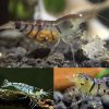 Orange Eye Blonde Tiger Shrimp - 1cm