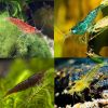 Skittles Cherry Shrimp