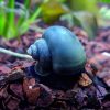 Blue Purple Foot Mystery Apple Snail