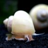 Ivory Mystery Apple Snail Small