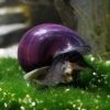 Purple/Black Foot Mystery Apple Snail - 15mm