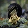 Green Shell Rabbit Snail - 2cm
