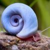 Blue Ramshorn Snail