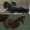 Thai Orchid Black Crown Tail Female