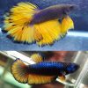 Mustard Gas Halfmoon Pair