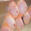 Assorted Albino Discus