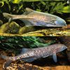 Freshwater Dolphin Fish