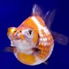 PingPong Dragon Eye Pearlscale Goldfish