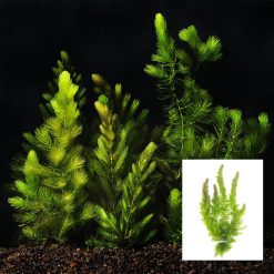 Hornwort/Foxtail Bunch/Bag