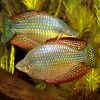 checkered rainbowfish
