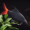 Red Tail Black Shark Medium