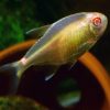 Albino Head and Tail Light Tetra
