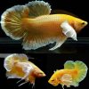 Gold Dumbo Halmoon Plakat Male