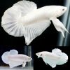 Platinum White Halfmoon Plakat Female