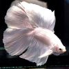Premium Platinum Twin Tail Male