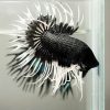 Black White Tip Crown tail Male