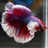 Premium Lavender Dumbo Elephant Ear Male