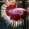 Red White Tip Candy Cane Crown tail Male