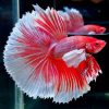 Red White Candy Cane Dumbo Male