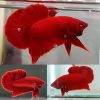 Super Red Halfmoon Plakat Male