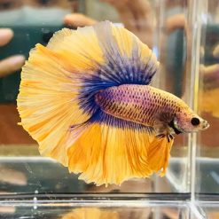 Yellow Blue Mascot Super Delta Tail Male