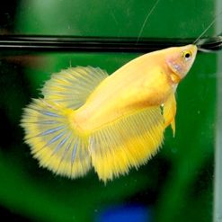 Yellow Blue Mascot Super Delta Tail Female