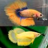 Yellow Blue Mascot Super Delta Tail Pair