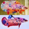 Pink Candy Giant Galaxy Koi Halfmoon Plakat Pair