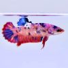giant koi female betta