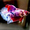 Pink Candy Giant Galaxy Koi Halfmoon Plakat Male