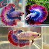 Red Blue White Halfmoon Mascot Pair
