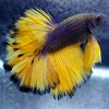 Mustard Gas Twin Tail Male