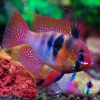 German Super Red/Black Ram