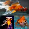 Premium Telescope Goldfish Assorted