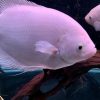 True Giant Gourami Pink
