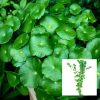 Green Pennywort Bunch